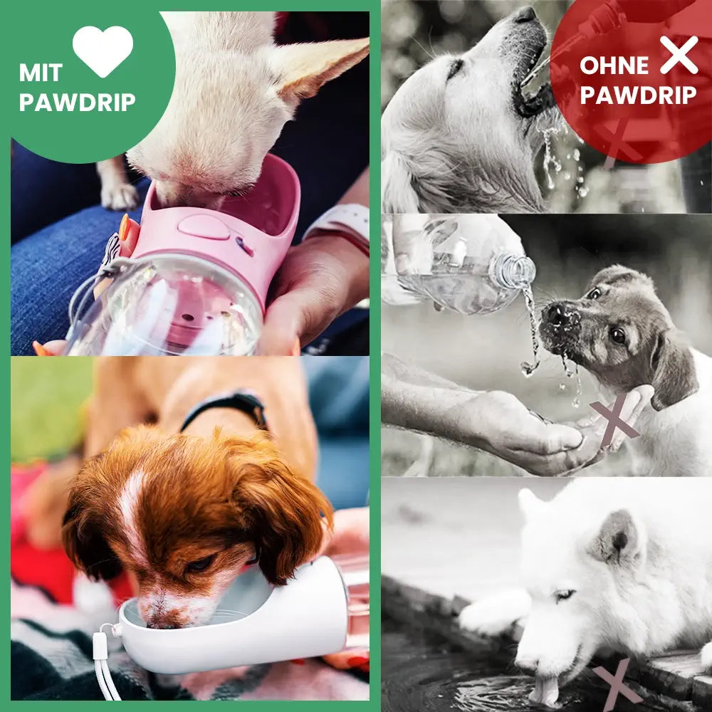 Stylische Hundetrinkflasche für unterwegs